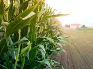 دستگاه آب شیرین کن در کشاورزی و مخصوصا گلخانه ها